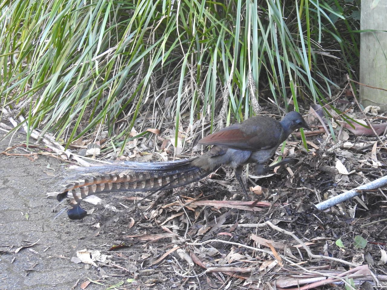 Superb Lyrebird Liervogel Fitzroy Falls, New South Wales, Australië 2 augustus 2018