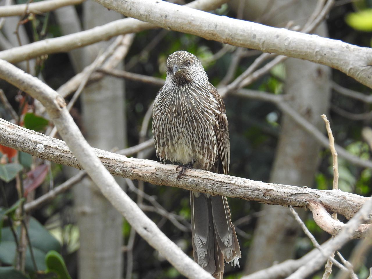 Little Wattlebird Kleine lelhoningeter Port Macquarie, New South Wales, Australië 6 augustus 2018
