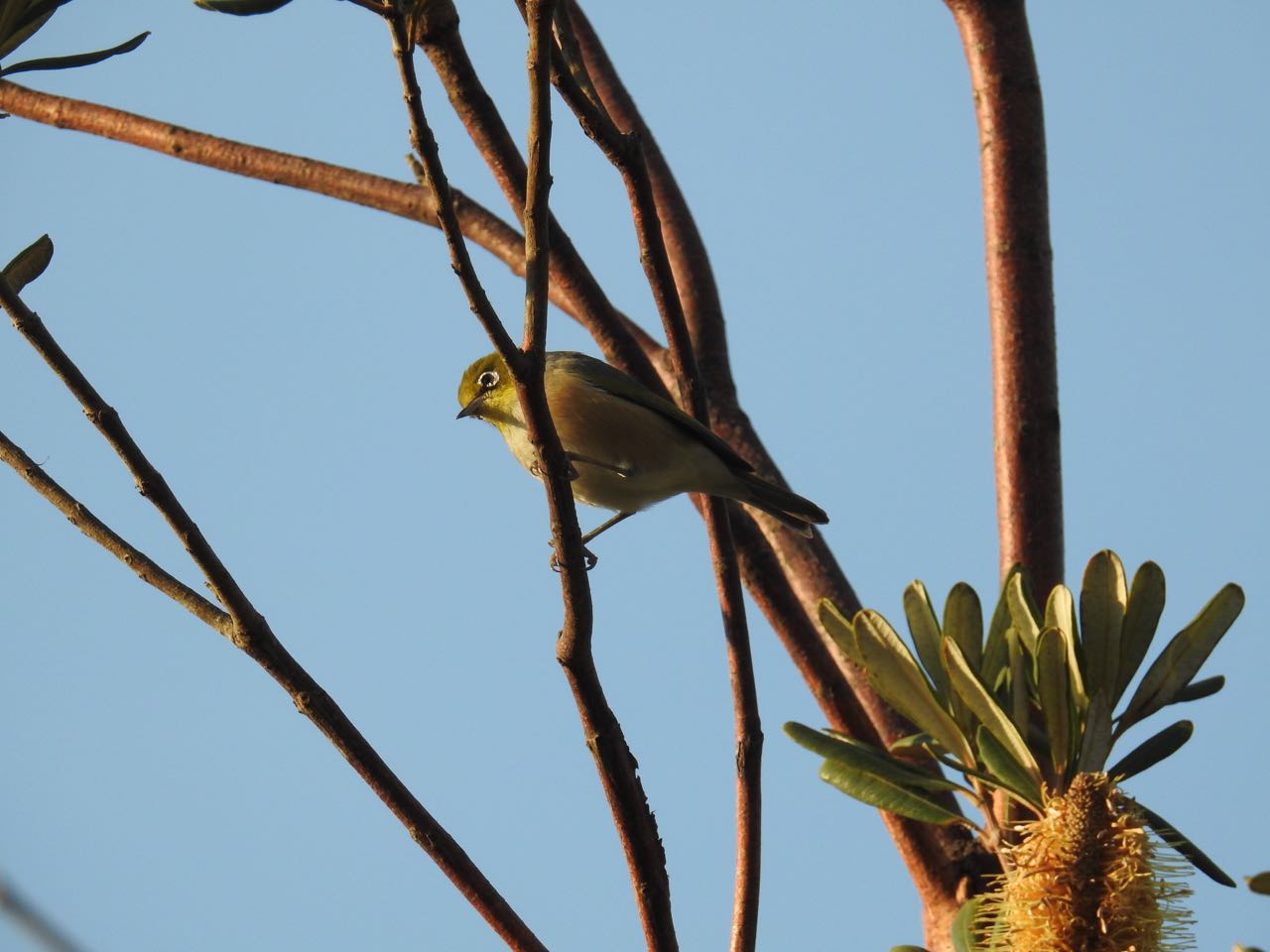 Silvereye Grijsrugbrilvogel Bundjalung National Park, New South Wales, Australië 7 augustus 2018