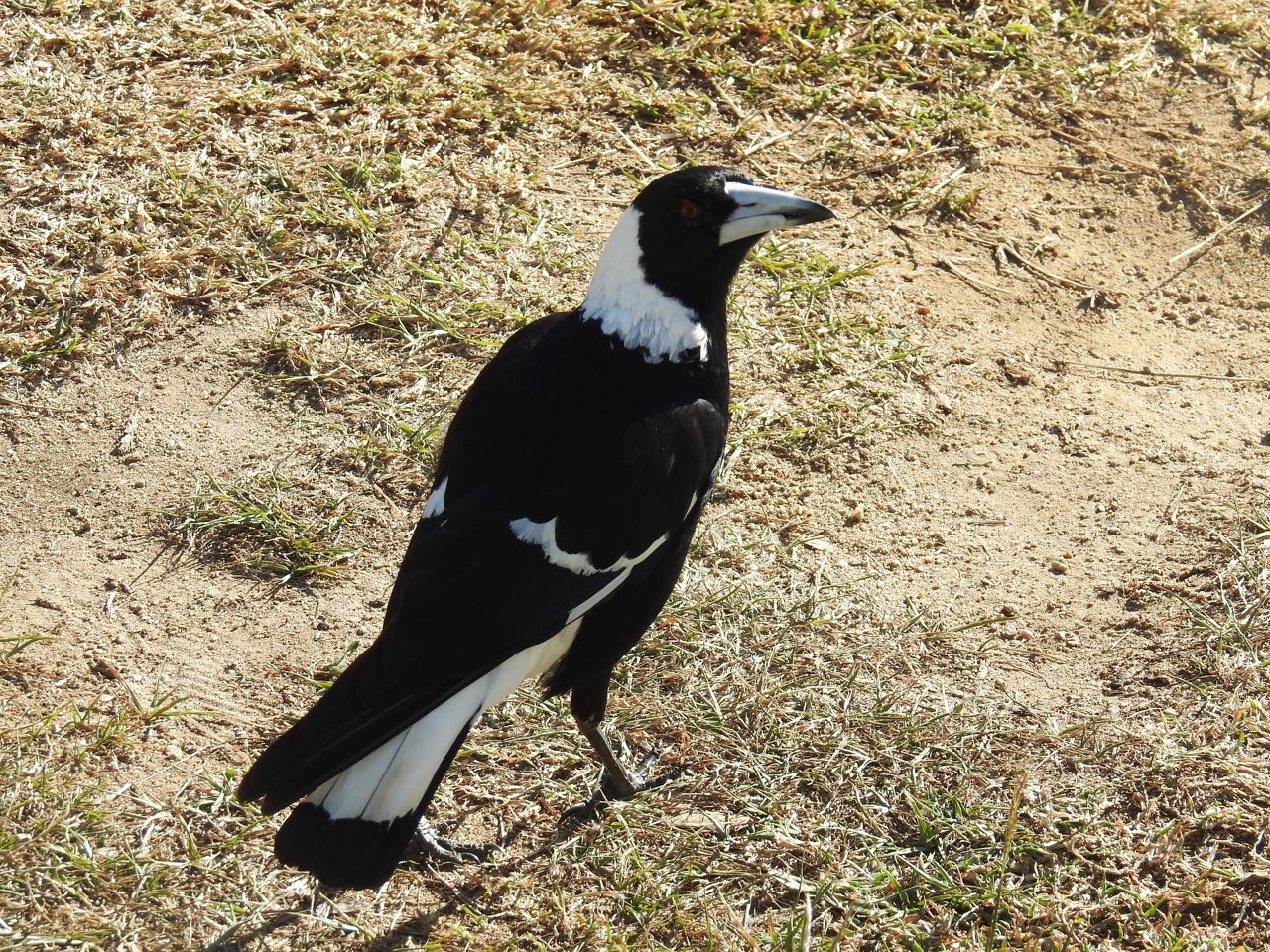 Australian Magpie Zwartrugfluitvogel Rockhampton, Queensland, Australië 12 augustus 2018