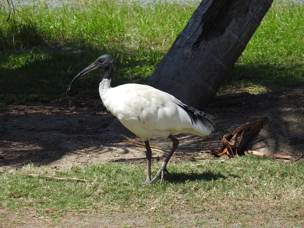 Australian White Ibis Australische witte ibis Airlie Beach, Queensland, Australië 15 augustus 2018