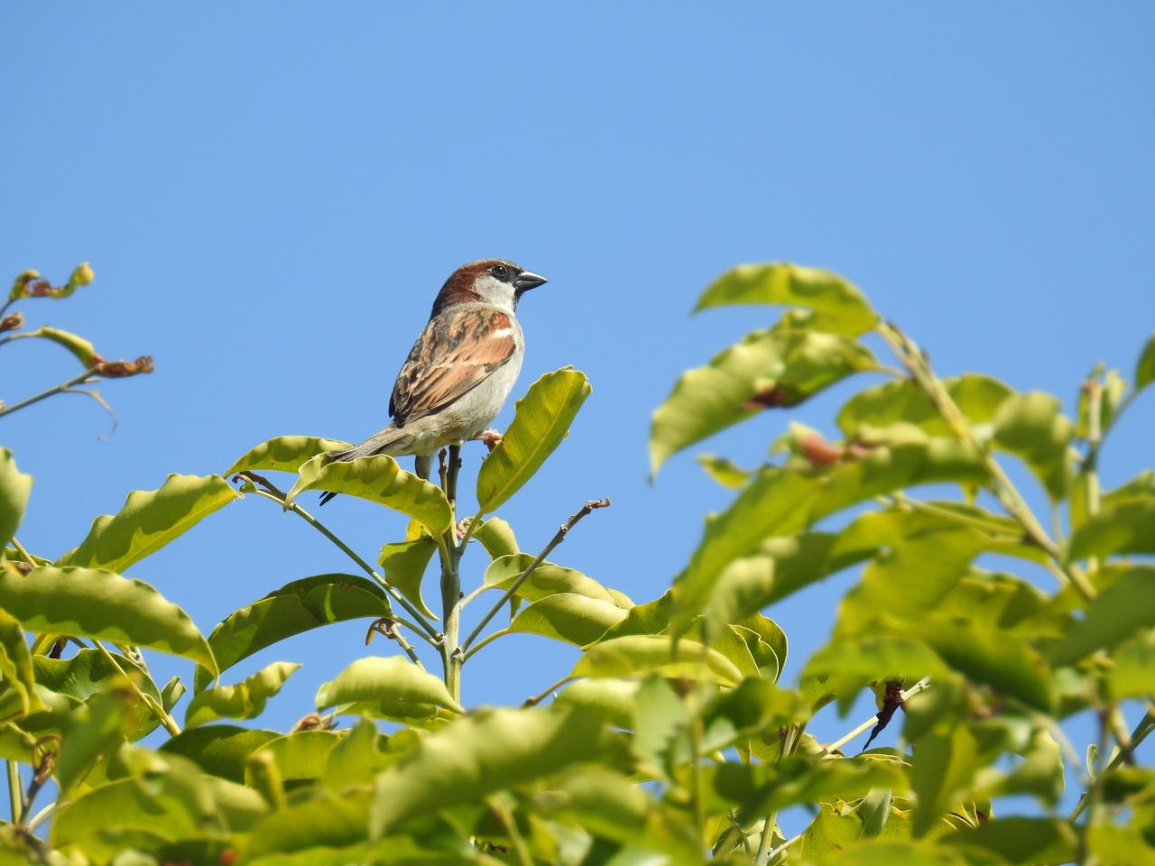 House Sparrow Huismus Townsville, Queensland, Australië 18 augustus 2018