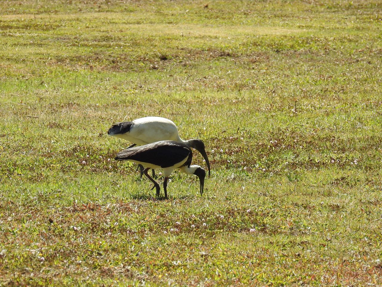 Straw-necked Ibis Strohalsibis Tyto Wetlands, Ingham, Queensland, Australië 18 augustus 2018