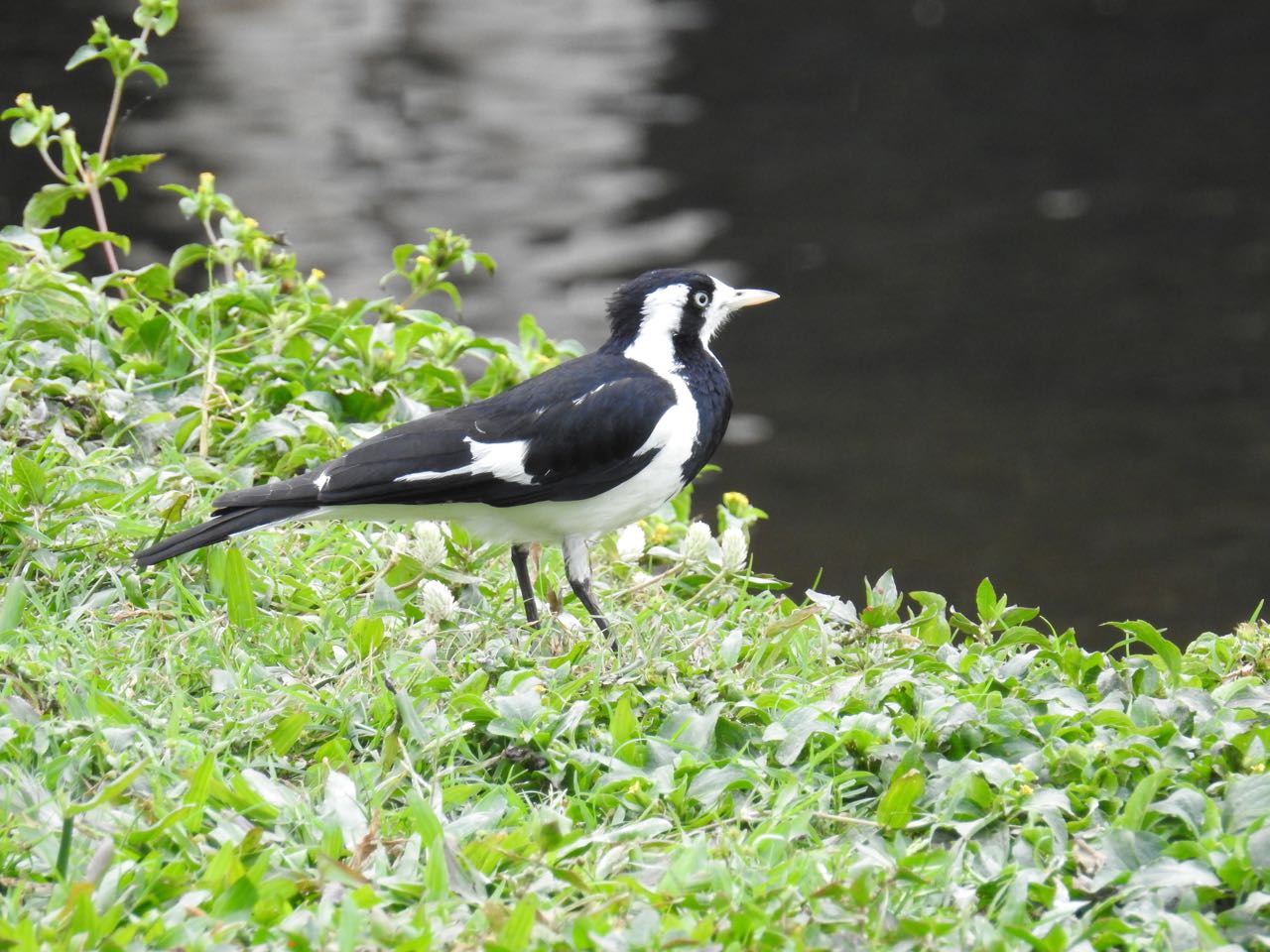 Magpie Lark Australische slijmekster Cairns, Queensland, Australië 21 augustus 2018