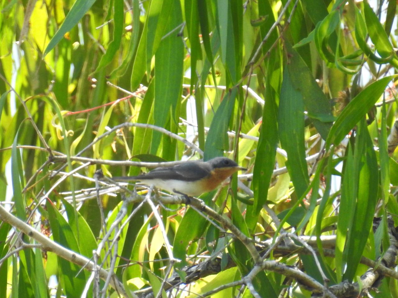 Broad-billed Flycatcher Kaneelborstmonarch Cattana Wetlands, Smithfield, Australië 23 augustus 2018