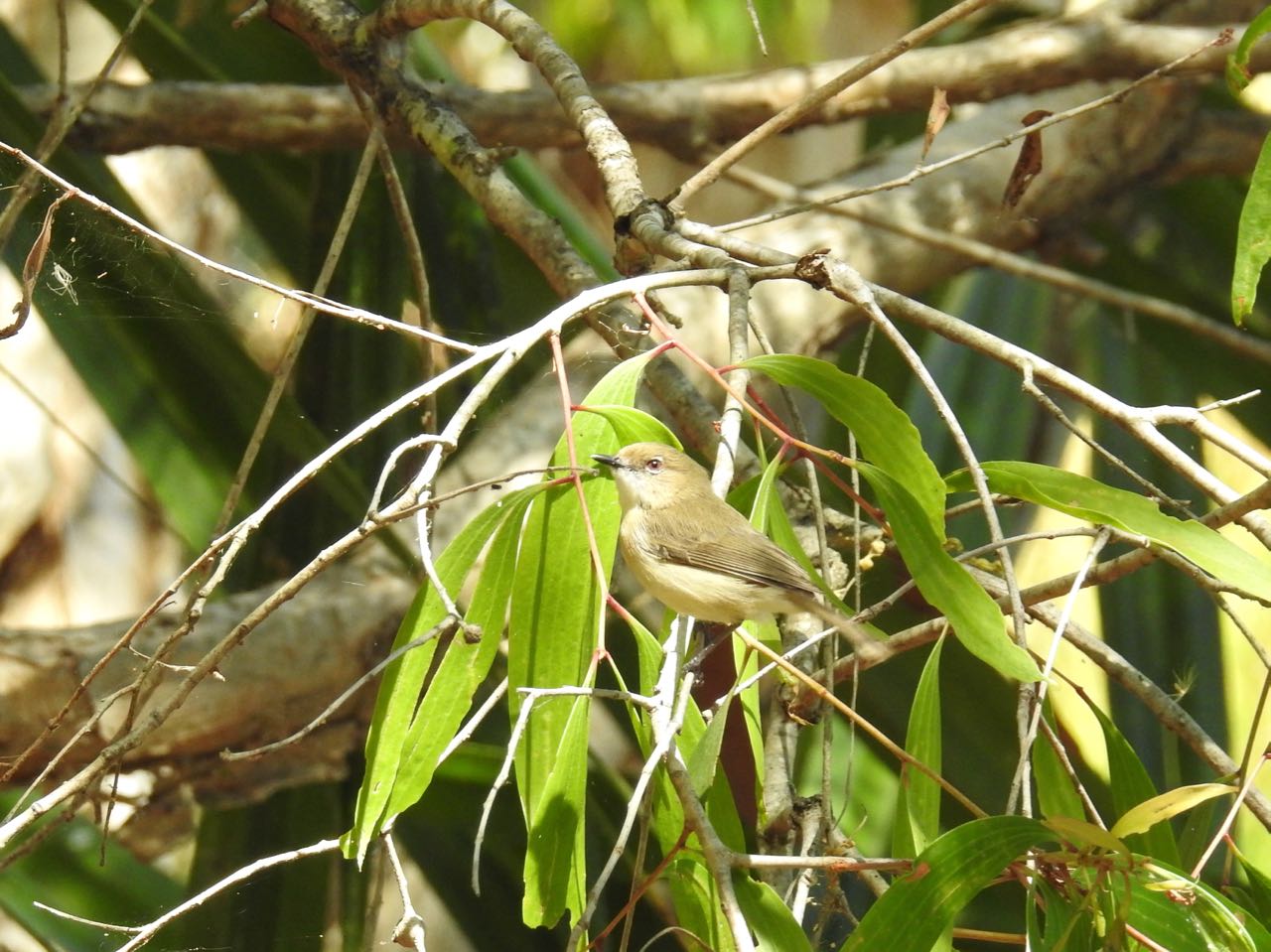 Western Gerygone Witstaartmangrovezanger Cattana Wetlands, Smithfield, Australië 23 augustus 2018