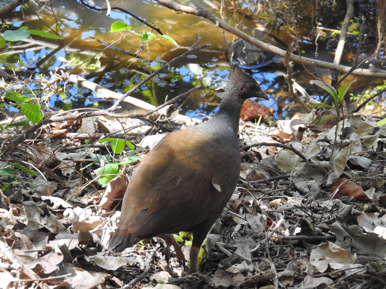 Orange-footed Scrubfowl Rood boshoen Cattana Wetlands, Smithfield, Australië 23 augustus 2018