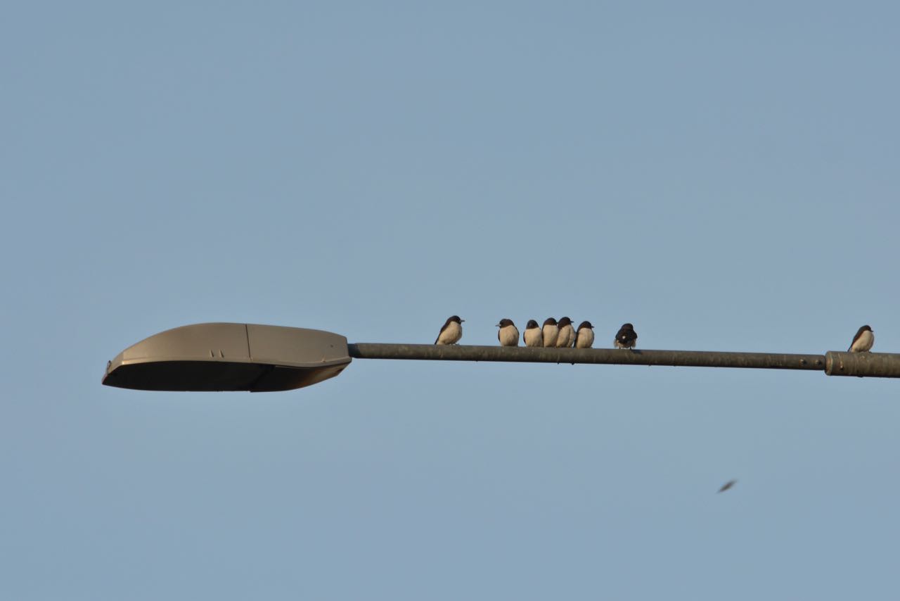White-breasted Woodswallow Witborstspitsvogel Cairns, Queensland, Australië 20 augustus 2018