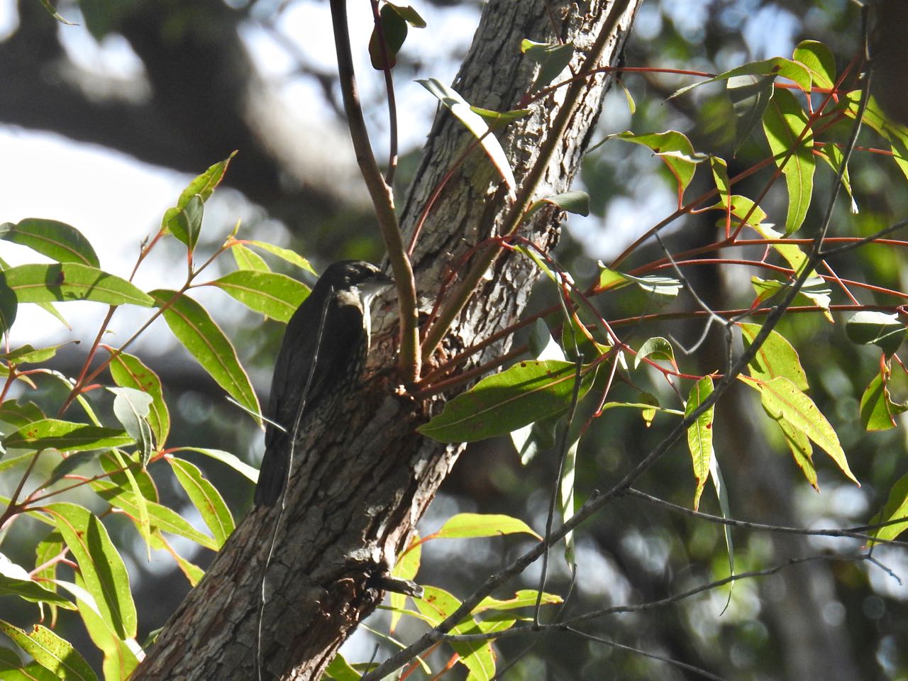 White-throated Treecreeper Witkeelkruiper Jervis Bay, New South Wales, Australië 2 augustus 2018