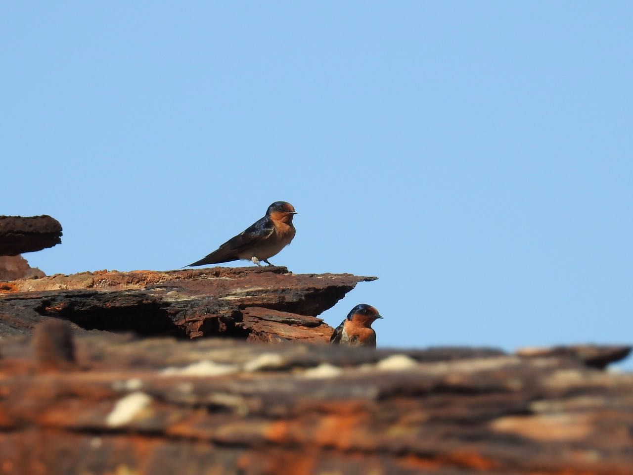 Welcome Swallow Welkomzwaluw Fraser Island, Queensland, Australië 11 augustus 2018