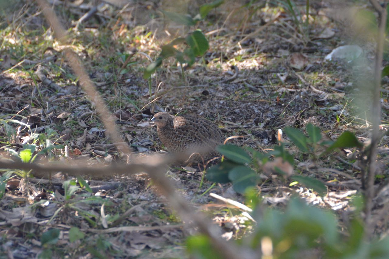 Brown Quail Bruine kwartel Bundjalung National Park, New South Wales, Australië 8 augustus 2018