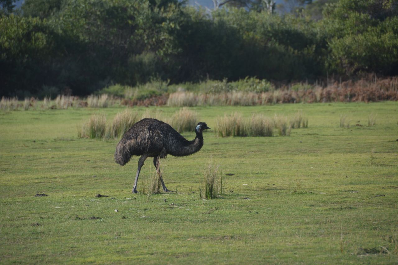 Emu Emoe Wilsons Promontory National Park, Victoria, Australië 30 juli 201830 juli 2018