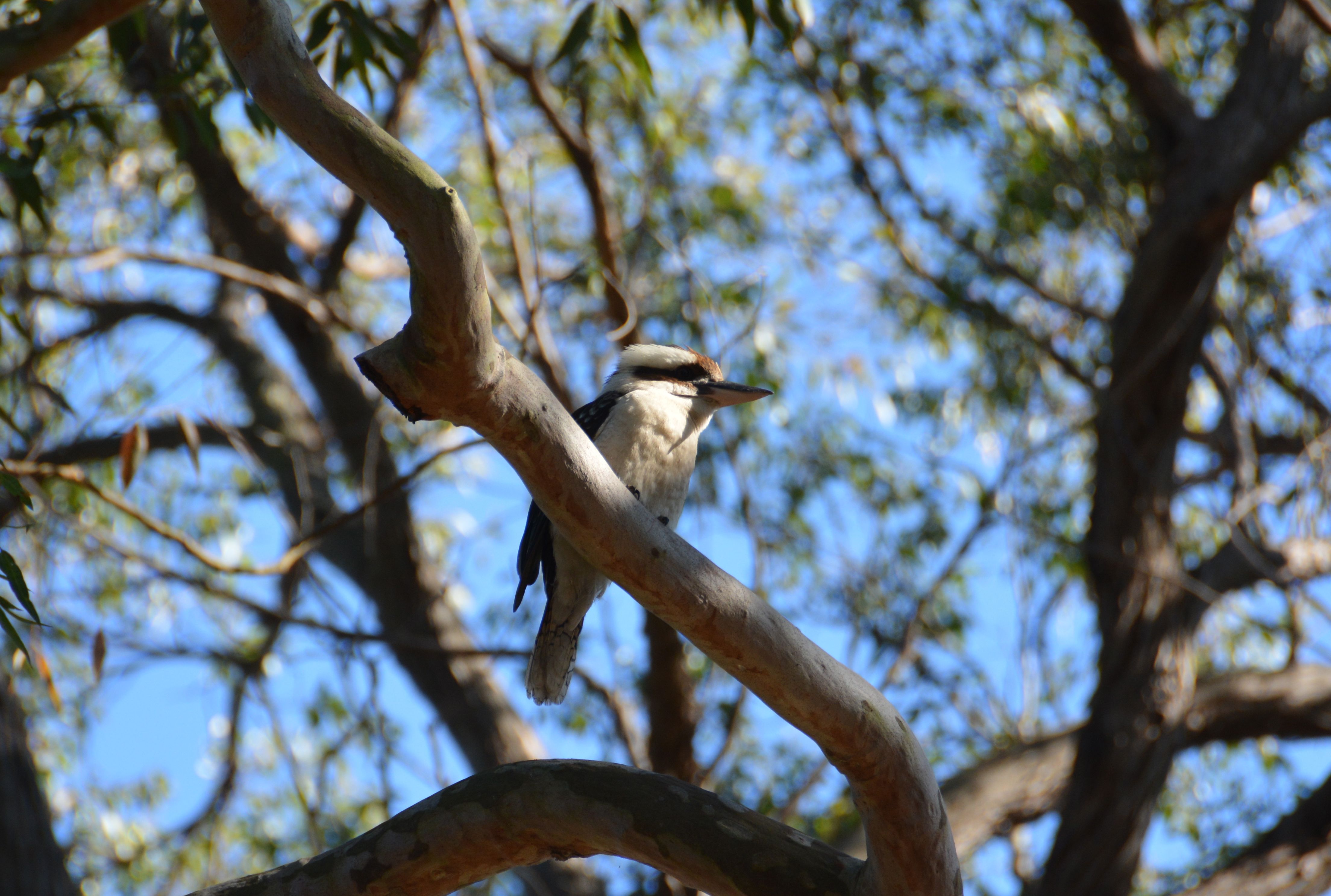 Laughing Kookaburra Lachvogel Sydney, New South Wales, Australië 5 augustus 2014