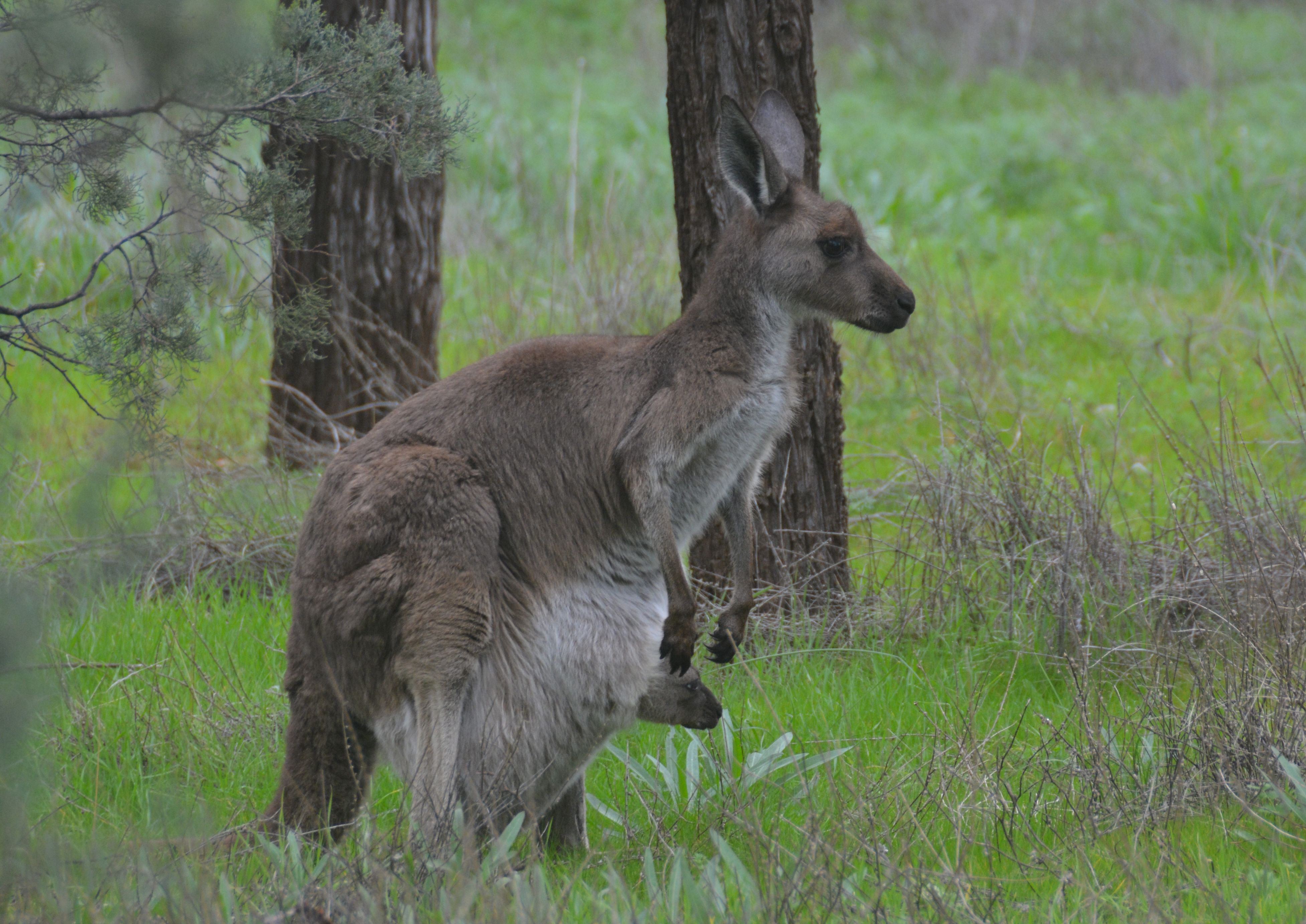 Grijze reuzenkangoeroe Wilpena, South Australia, Australië 1 augustus 2016