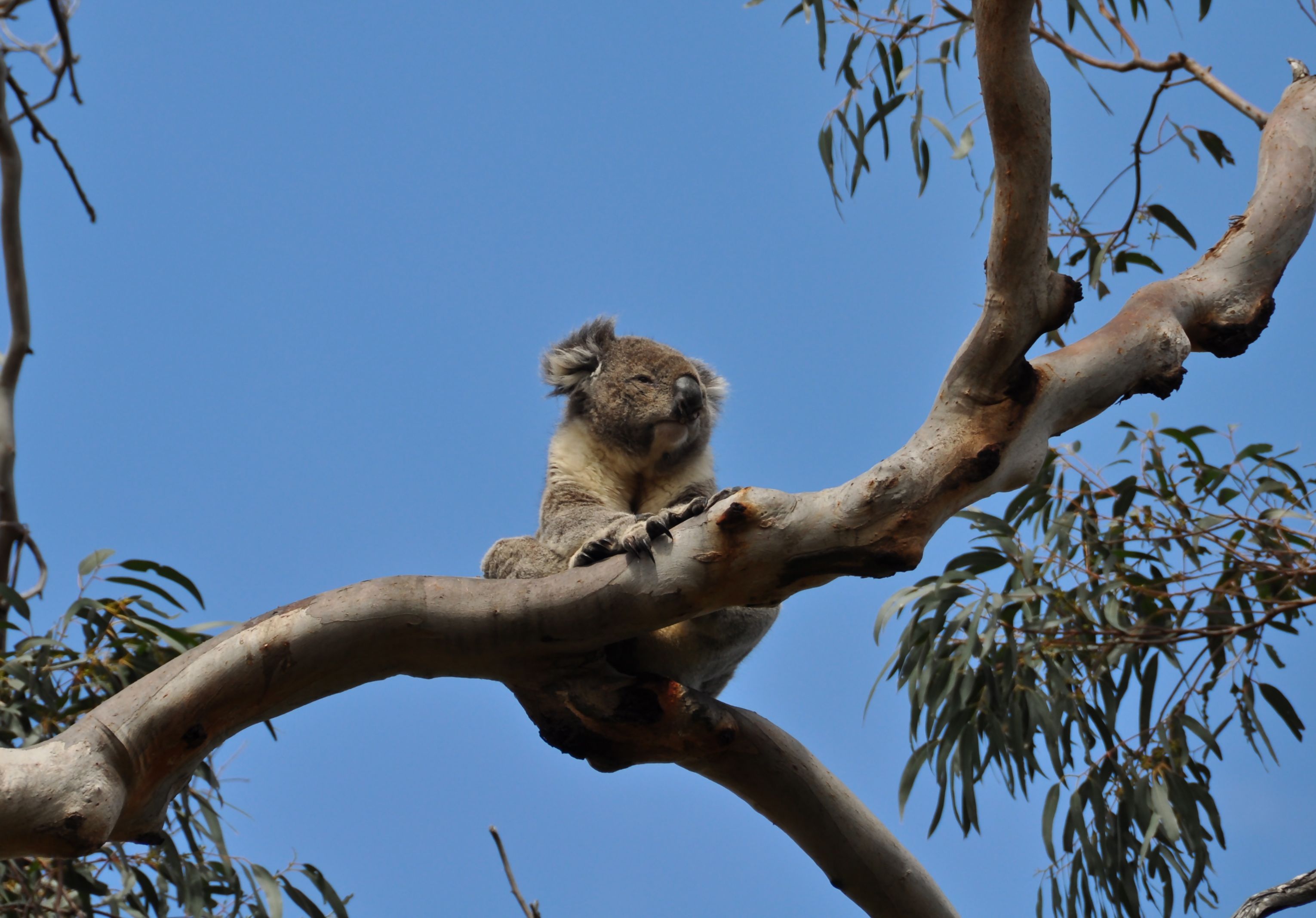 Koala Great Ocean Road, Victoria, Australië 26 juli 2016