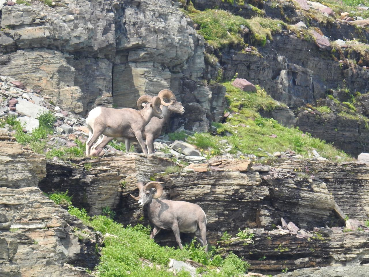 Bighorn Sheep Dikhoornschaap Glacier National Park, Montana, Verenigde Staten 12 augustus 2017