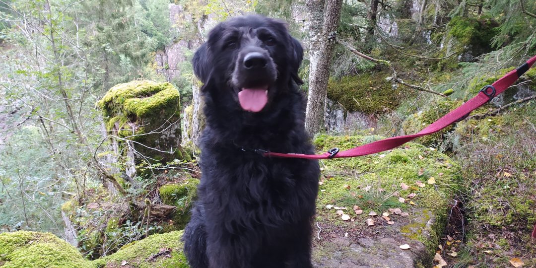 Zwarte hond in het bos