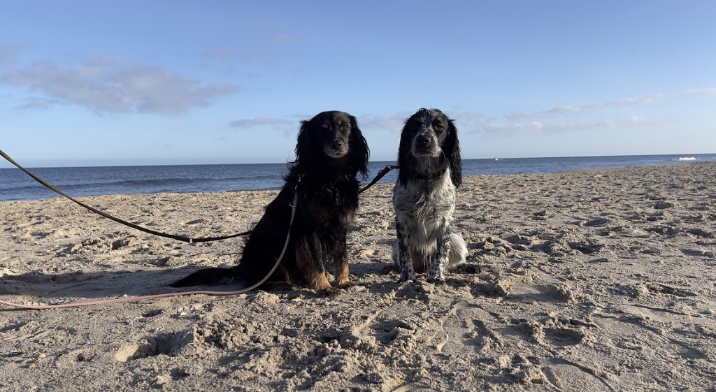 Unterwegs auf Usedom mit Hund