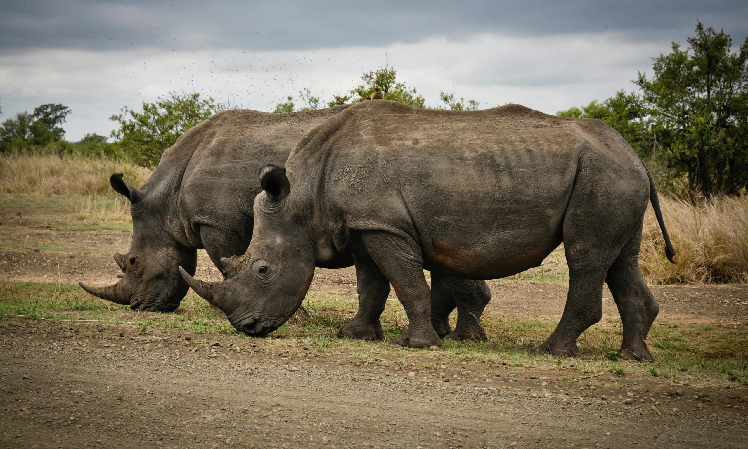 Passerer 1.000 sorte neshorn i Kenya