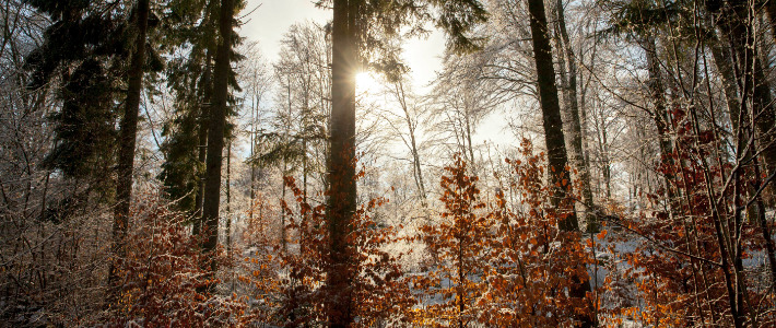 Skog