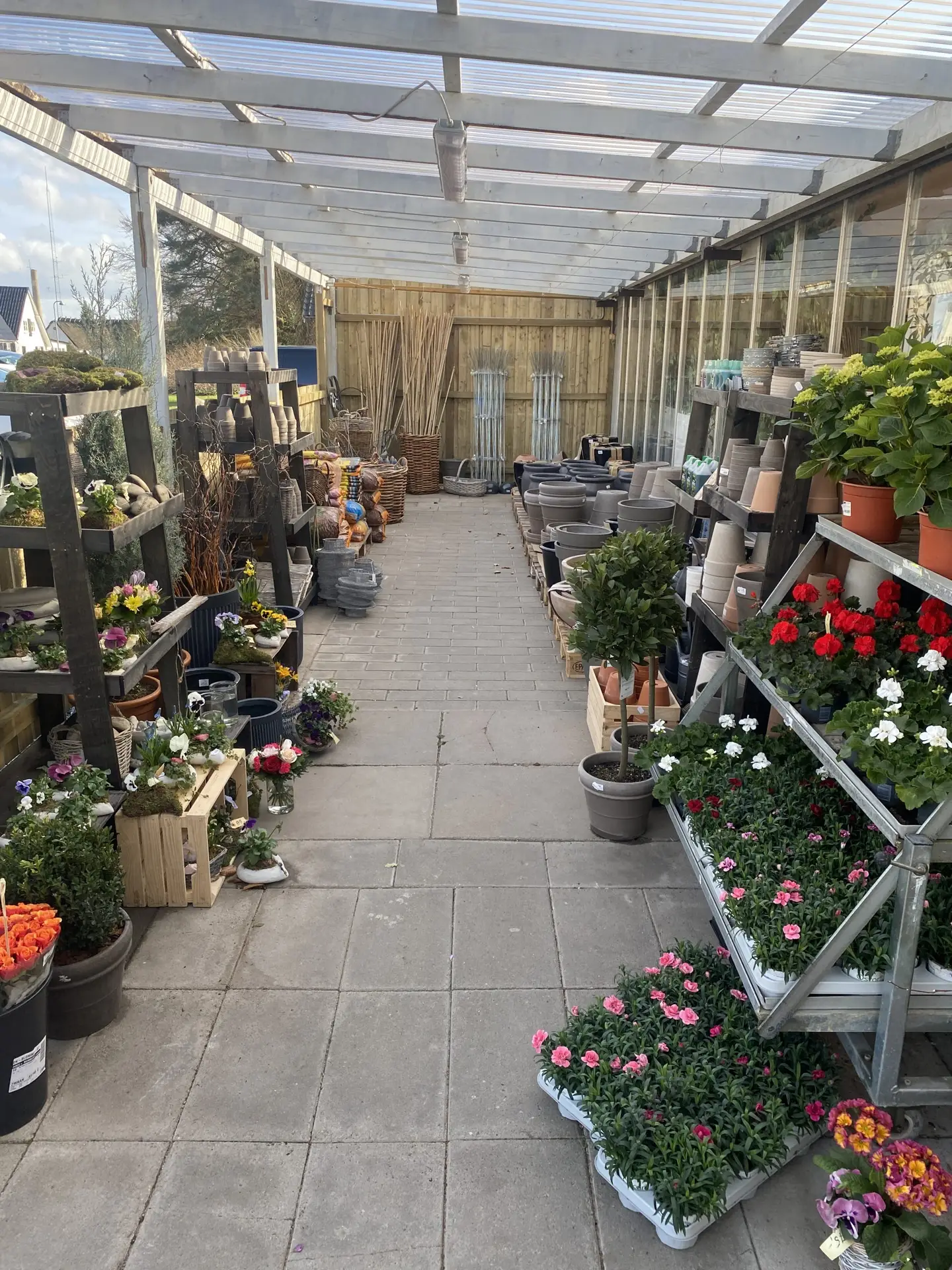 Klokkeblomst Stige Odense N - Ude planter og krukker – Klokkeblomst Klokkeblomst Stige Odense N - Ude planter og krukker
