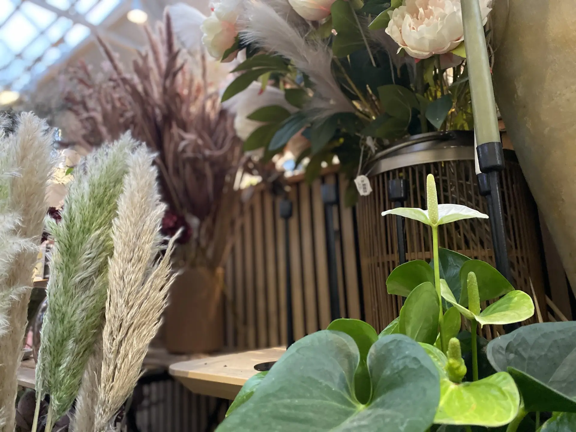 Klokkeblomst butik græsser – Klokkeblomst Klokkeblomst butik græsser