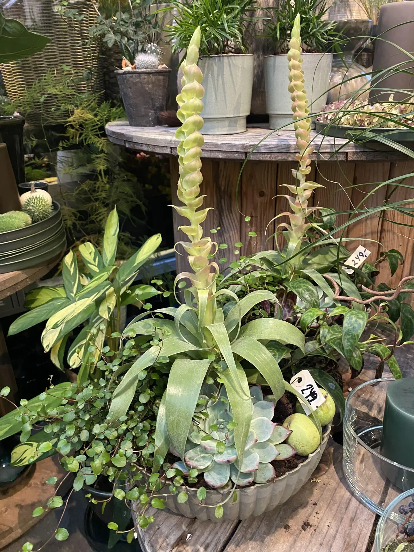 Klokkeblomst dekorationer – Klokkeblomst Klokkeblomst dekorationer