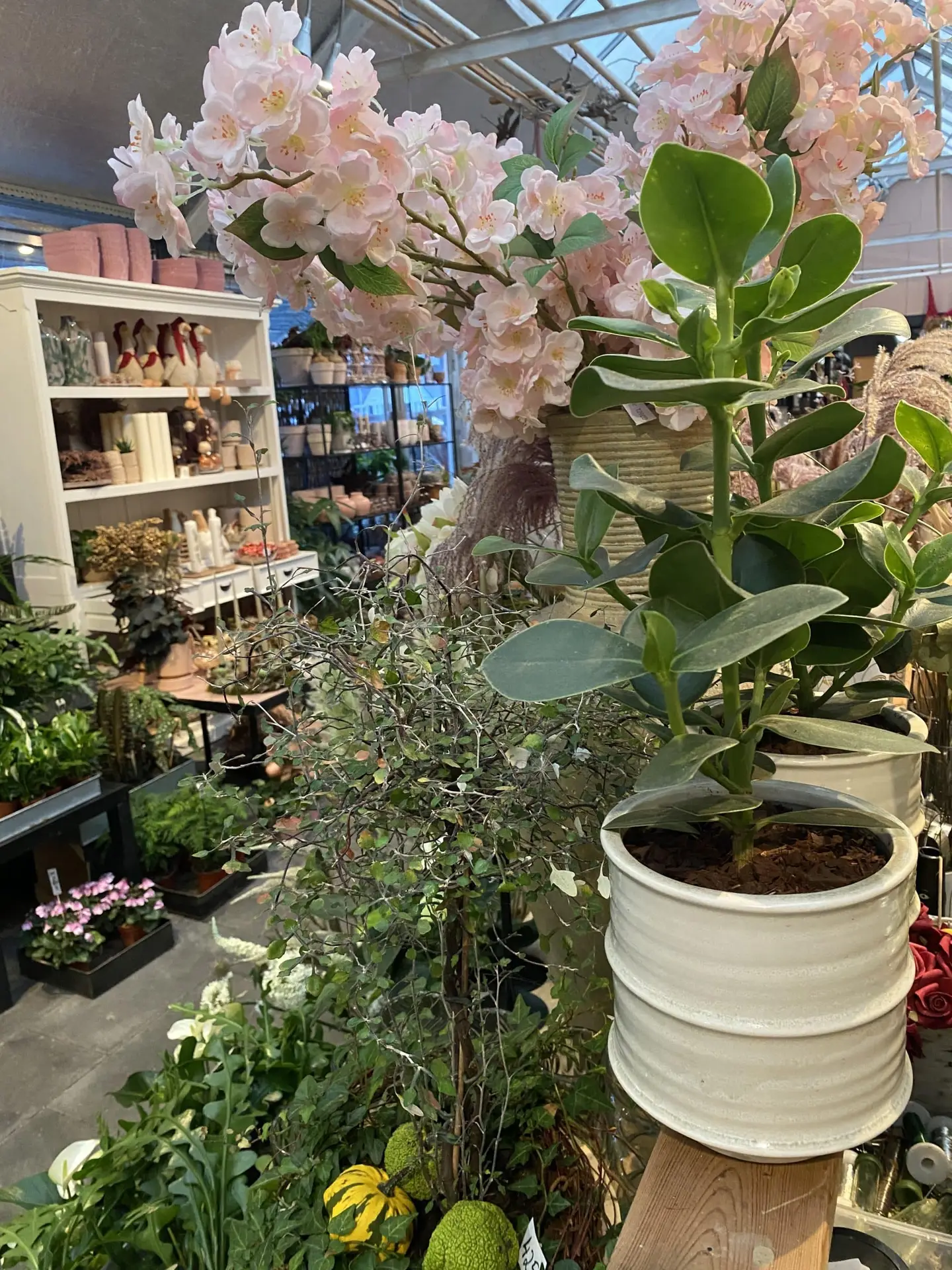 Klokkeblomst planter indendørs – Klokkeblomst Klokkeblomst planter indendørs