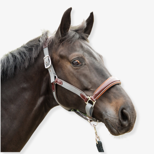 M Elite Leather Webbing Headcollar Havana/Grey