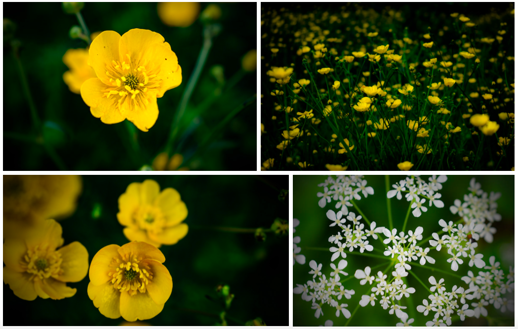 Sommer blomster