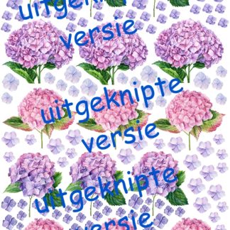 Hortensia 4 uitgeknipt