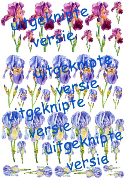 Iris 2 uitgeknipt