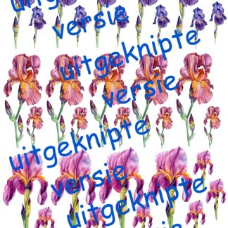 Iris 3 uitgeknipt