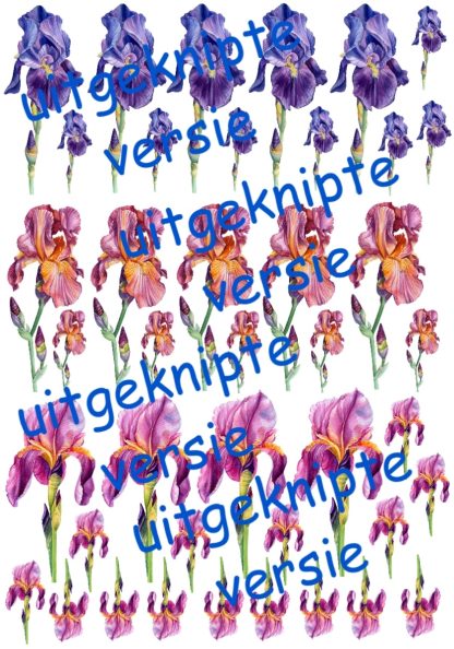 Iris 3 uitgeknipt