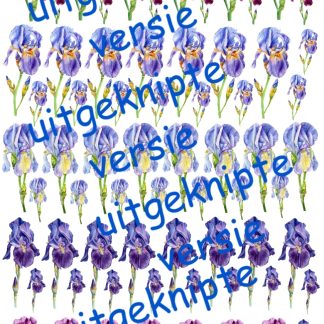 Iris 4 uitgeknipt