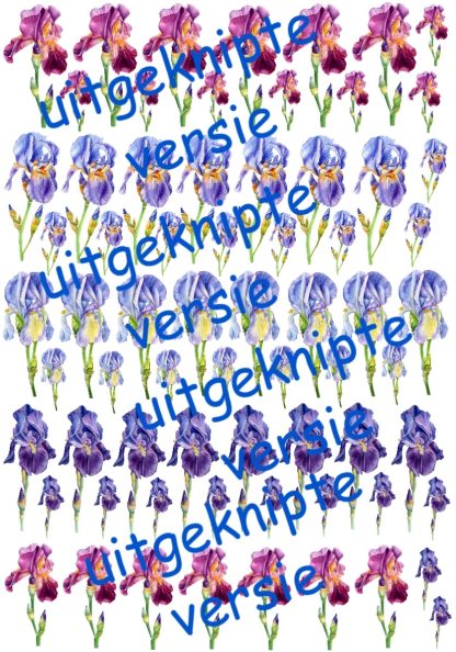 Iris 4 uitgeknipt