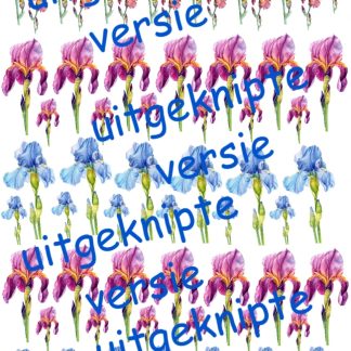 Iris 5 uitgeknipt