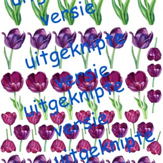 Tulpen 4 uitgeknipt