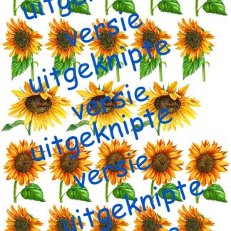 Zonnebloem 1 uitgeknipt