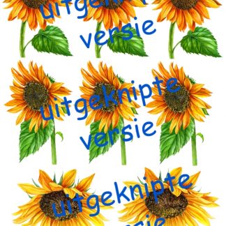 Zonnebloem 2 uitgeknipt