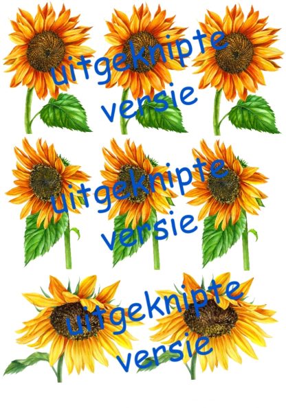 Zonnebloem 2 uitgeknipt