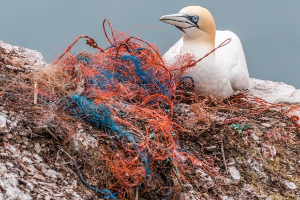 Seabird -Drowning In Plastic 