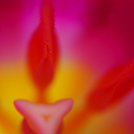 Tulpen, copyright Kerstin Hentschel 2015