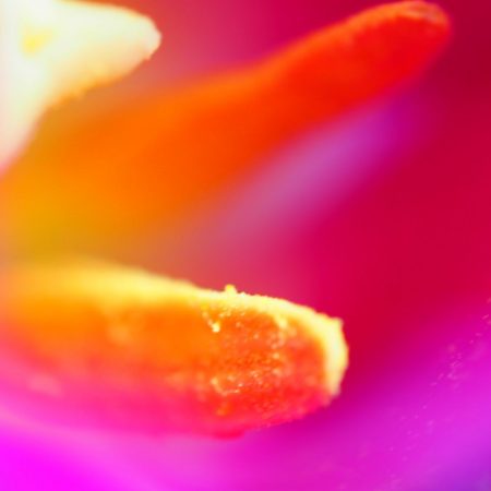 Tulpen, copyright Kerstin Hentschel 2015