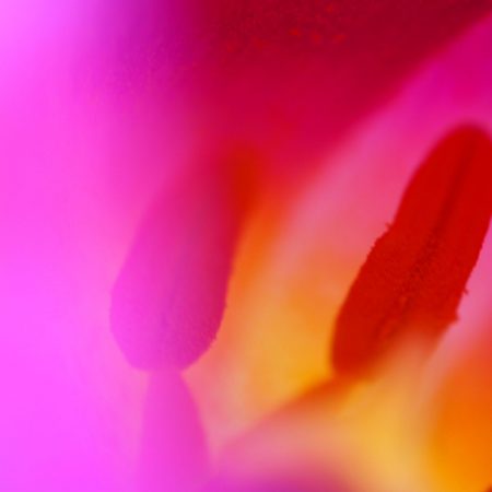 Tulpen, copyright Kerstin Hentschel 2015