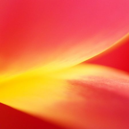 Tulpen, copyright Kerstin Hentschel 2015