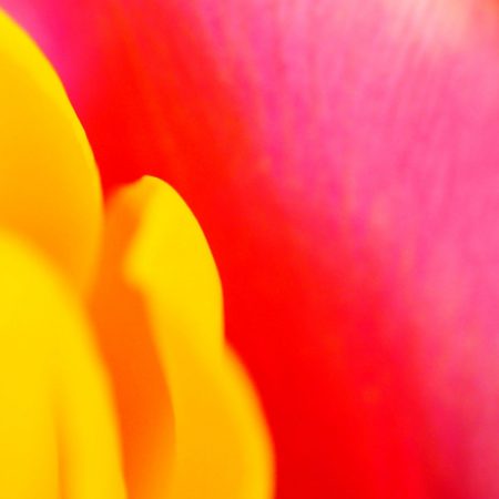 Tulpen, copyright Kerstin Hentschel 2015