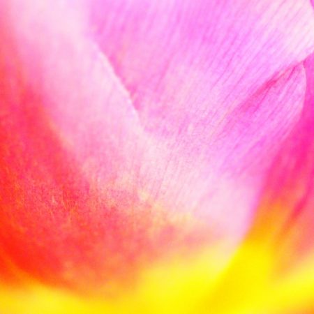 Tulpen, copyright Kerstin Hentschel 2015