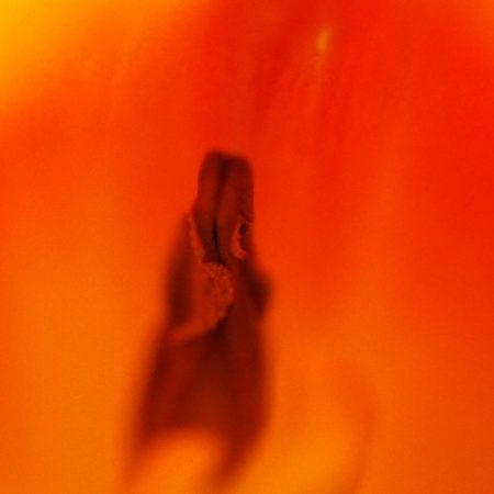 Tulpen, copyright Kerstin Hentschel 2015