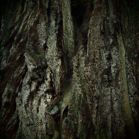 Tree by Kerstin Hentschel, Skye 2017